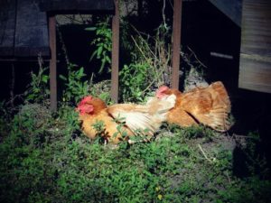 lazychickens